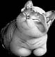 miawkitty